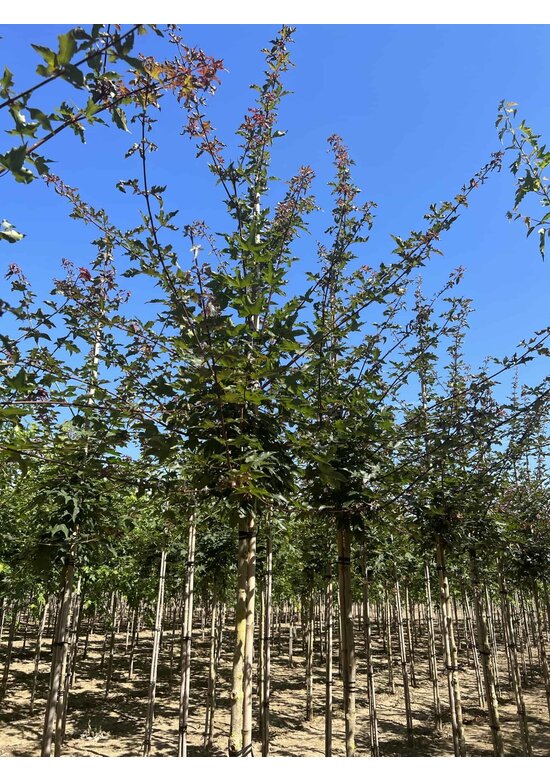 Zoescheners Ahorn | Acer zoeschense 'Annae'