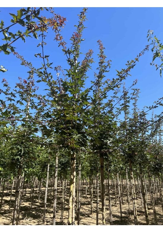 Zoescheners Ahorn | Acer zoeschense 'Annae'