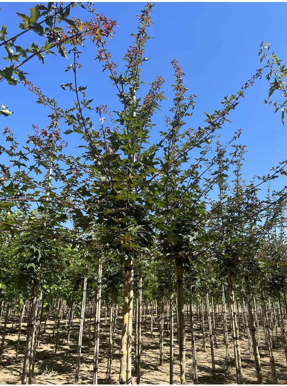 Zoescheners Ahorn | Acer zoeschense 'Annae' Zoescheners Ahorn | Acer zoeschense 'Annae'
