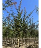 Zoescheners Ahorn | Acer zoeschense 'Annae' Zoescheners Ahorn | Acer zoeschense 'Annae'