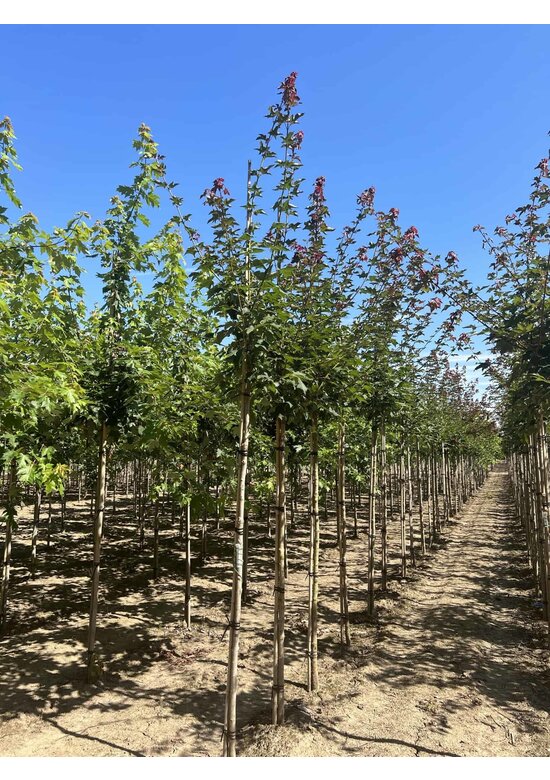 Kolchischer Blut-Ahorn 'Rubrum' | Acer cappadocicum 'Rubrum'