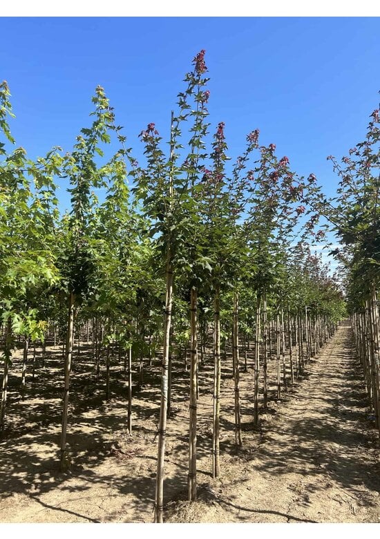 Kolchischer Blut-Ahorn 'Rubrum' | Acer cappadocicum 'Rubrum'