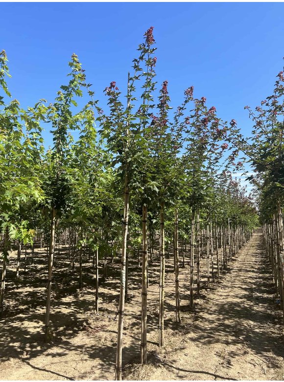 Kolchischer Blut-Ahorn 'Rubrum' | Acer cappadocicum 'Rubrum' Kolchischer Blut-Ahorn 'Rubrum' | Acer cappadocicum 'Rubrum'
