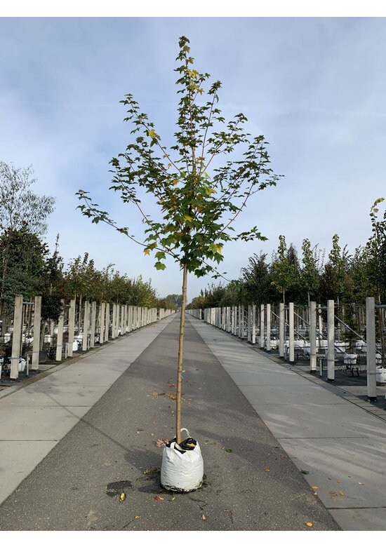 Kolchischer Blut-Ahorn 'Rubrum' | Acer cappadocicum 'Rubrum'