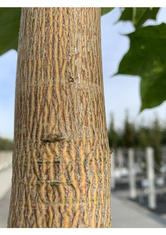 Kolchischer Blut-Ahorn 'Rubrum' | Acer cappadocicum 'Rubrum'