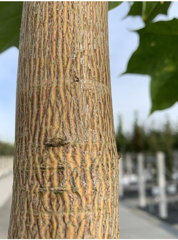 Kolchischer Blut-Ahorn 'Rubrum' | Acer cappadocicum 'Rubrum' Kolchischer Blut-Ahorn 'Rubrum' | Acer cappadocicum 'Rubrum'