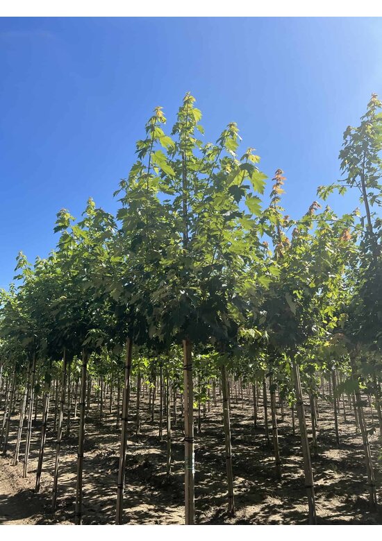 Herbstflammenahorn 'Celzam' | Acer freemanii 'Celzam'