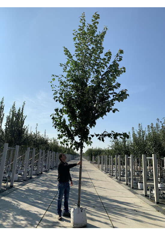 Herbst-Flammen-Ahorn 'Celzam' | Acer freemanii 'Celzam'