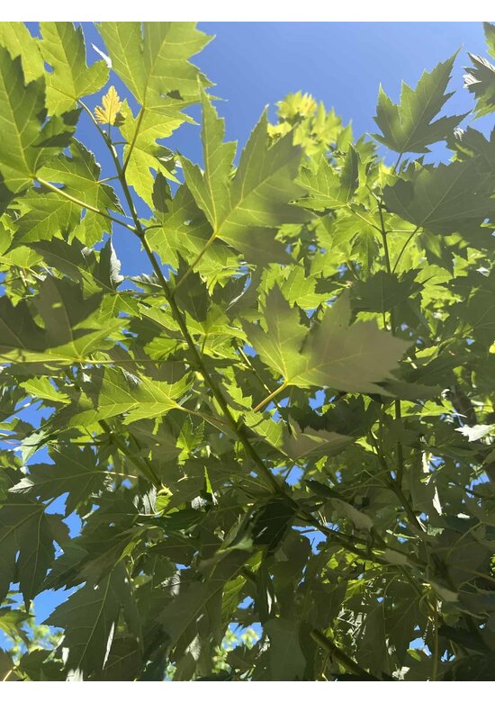 Herbst-Flammen-Ahorn 'Celzam' | Acer freemanii 'Celzam'