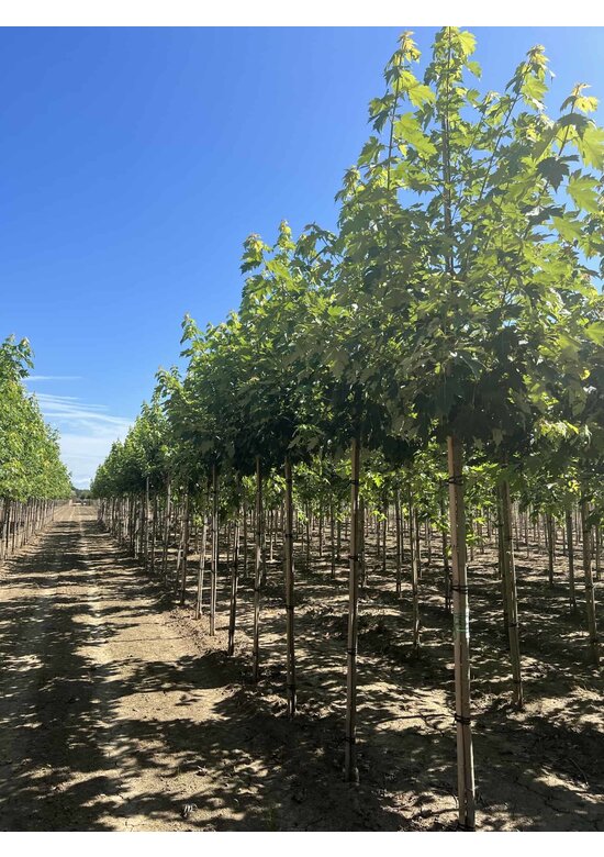 Herbst-Flammen-Ahorn 'Celzam' | Acer freemanii 'Celzam'