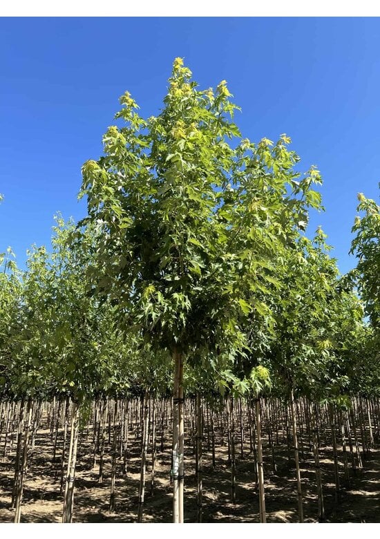 Silberahorn 'Pyramidale' | Acer saccharinum 'Pyramidale'