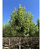 Silberahorn 'Pyramidale' | Acer saccharinum 'Pyramidale'