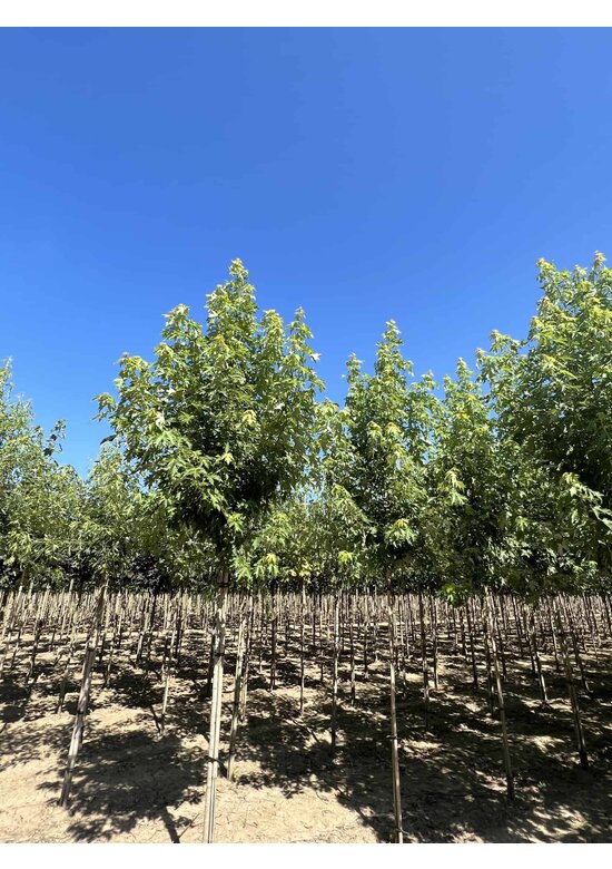 Silberahorn 'Pyramidale' | Acer saccharinum 'Pyramidale'