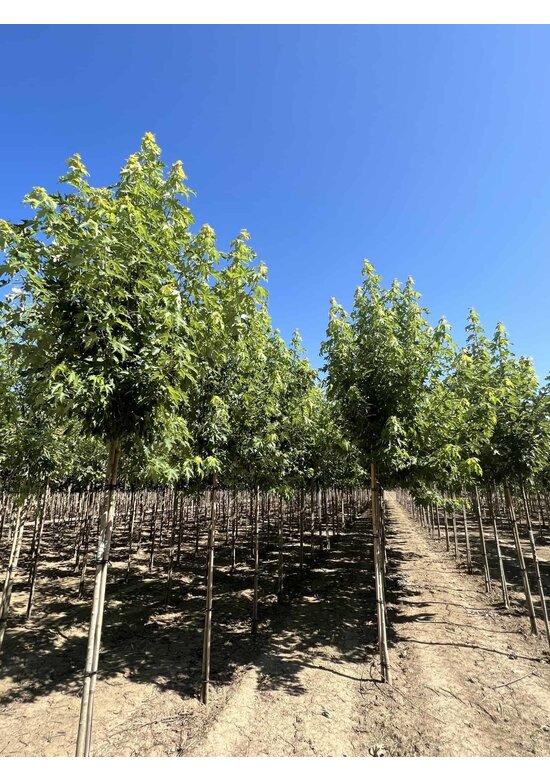 Silberahorn 'Pyramidale' | Acer saccharinum 'Pyramidale'