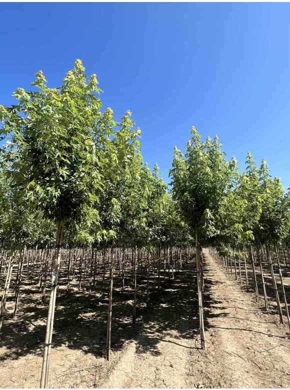 Silberahorn 'Pyramidale' | Acer saccharinum 'Pyramidale' Silberahorn 'Pyramidale' | Acer saccharinum 'Pyramidale'