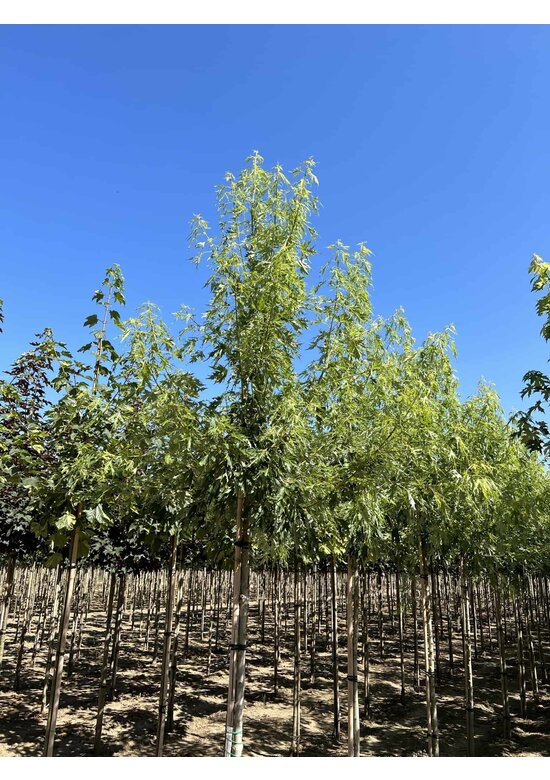 Geschlitzter Silberahorn 'Laciniatum Wieri' | Acer saccharinum 'Laciniatum Wieri'