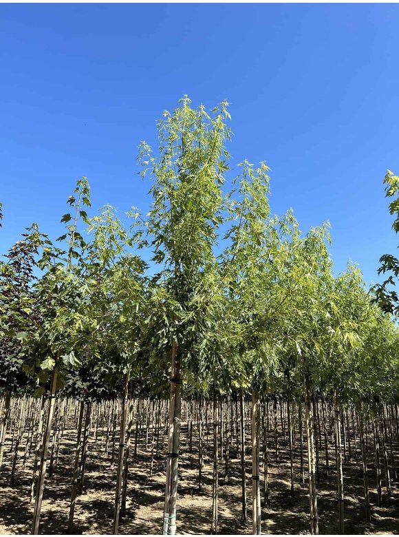 Geschlitzter Silberahorn 'Laciniatum Wieri' | Acer saccharinum 'Laciniatum Wieri' Geschlitzter Silberahorn 'Laciniatum Wieri' | Acer saccharinum 'Laciniatum Wieri'