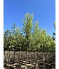 Geschlitzter Silberahorn 'Laciniatum Wieri' | Acer saccharinum 'Laciniatum Wieri'