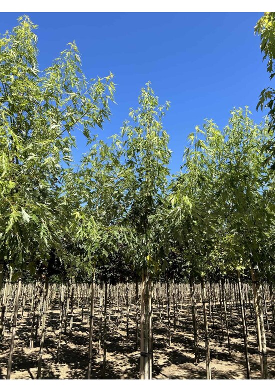 Geschlitzter Silberahorn 'Laciniatum Wieri' | Acer saccharinum 'Laciniatum Wieri'