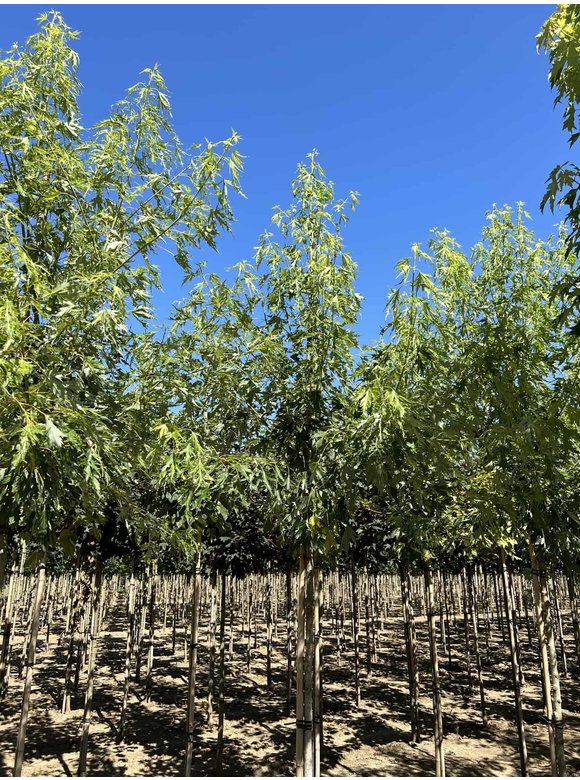 Geschlitzter Silberahorn 'Laciniatum Wieri' | Acer saccharinum 'Laciniatum Wieri' Geschlitzter Silberahorn 'Laciniatum Wieri' | Acer saccharinum 'Laciniatum Wieri'