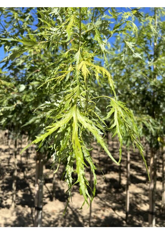 Geschlitzter Silberahorn 'Laciniatum Wieri' | Acer saccharinum 'Laciniatum Wieri'