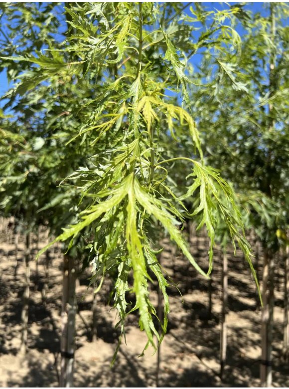 Geschlitzter Silberahorn 'Laciniatum Wieri' | Acer saccharinum 'Laciniatum Wieri' Geschlitzter Silberahorn 'Laciniatum Wieri' | Acer saccharinum 'Laciniatum Wieri'