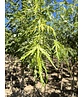 Geschlitzter Silberahorn 'Laciniatum Wieri' | Acer saccharinum 'Laciniatum Wieri'