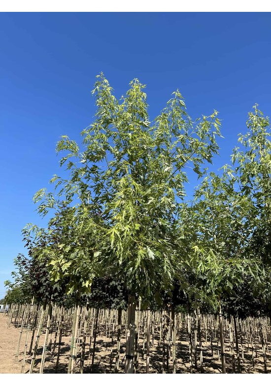 Geschlitzter Silberahorn 'Laciniatum Wieri' | Acer saccharinum 'Laciniatum Wieri'