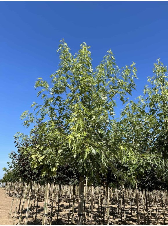 Geschlitzter Silberahorn 'Laciniatum Wieri' | Acer saccharinum 'Laciniatum Wieri' Geschlitzter Silberahorn 'Laciniatum Wieri' | Acer saccharinum 'Laciniatum Wieri'