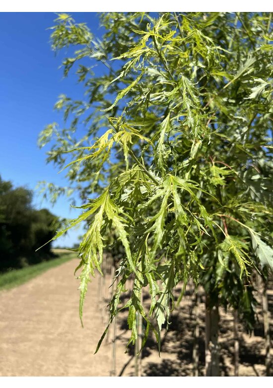 Geschlitzter Silberahorn 'Laciniatum Wieri' | Acer saccharinum 'Laciniatum Wieri'