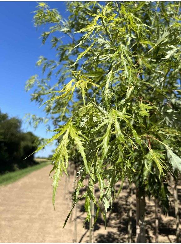 Geschlitzter Silberahorn 'Laciniatum Wieri' | Acer saccharinum 'Laciniatum Wieri' Geschlitzter Silberahorn 'Laciniatum Wieri' | Acer saccharinum 'Laciniatum Wieri'