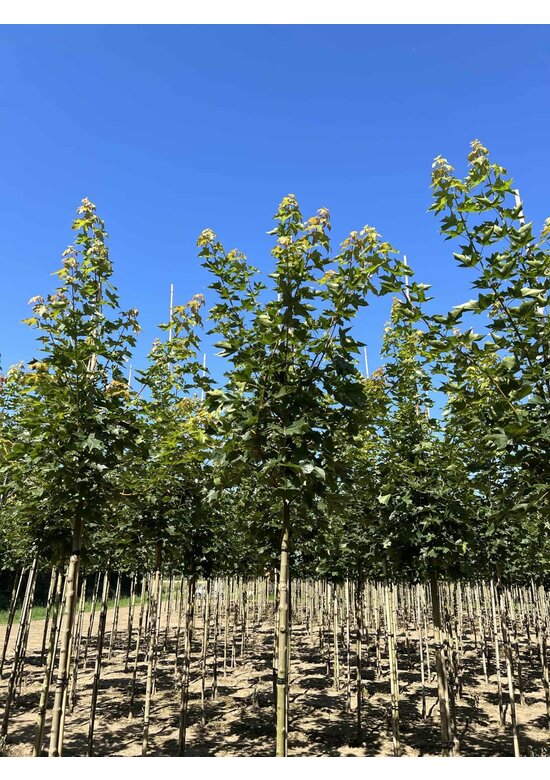 Spitzahorn 'Pacific Sunset' | Acer truncatum 'Pacific Sunset'