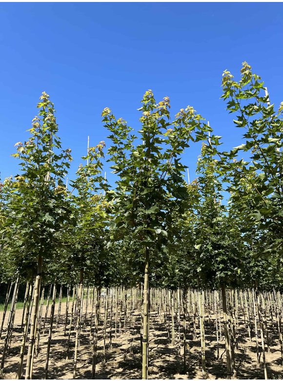 Spitzahorn 'Pacific Sunset' | Acer truncatum 'Pacific Sunset' Spitzahorn 'Pacific Sunset' | Acer truncatum 'Pacific Sunset'