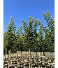 Spitzahorn 'Pacific Sunset' | Acer truncatum 'Pacific Sunset' Spitzahorn 'Pacific Sunset' | Acer truncatum 'Pacific Sunset'