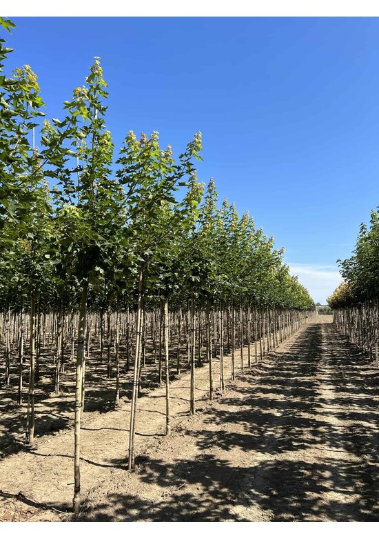Spitzahorn 'Pacific Sunset' | Acer truncatum 'Pacific Sunset'