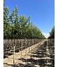Spitzahorn 'Pacific Sunset' | Acer truncatum 'Pacific Sunset' Spitzahorn 'Pacific Sunset' | Acer truncatum 'Pacific Sunset'