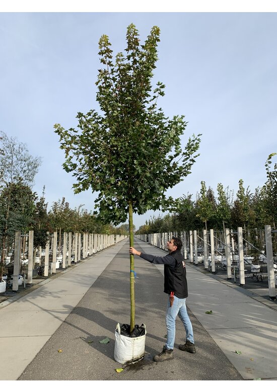Spitzahorn 'Pacific Sunset' | Acer truncatum 'Pacific Sunset'