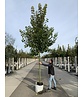 Spitzahorn 'Pacific Sunset' | Acer truncatum 'Pacific Sunset' Spitzahorn 'Pacific Sunset' | Acer truncatum 'Pacific Sunset'