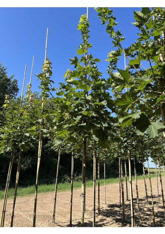 Spitzahorn 'Farlake's Green' | Acer platanoides 'Farlakes Green'