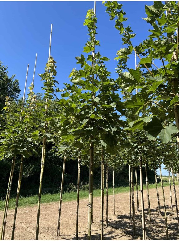 Spitzahorn 'Farlake's Green' | Acer platanoides 'Farlakes Green' Spitzahorn 'Farlake's Green' | Acer platanoides 'Farlakes Green'