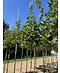 Spitzahorn 'Farlake's Green' | Acer platanoides 'Farlakes Green'