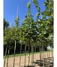 Spitzahorn 'Farlake's Green' | Acer platanoides 'Farlakes Green' Spitzahorn 'Farlake's Green' | Acer platanoides 'Farlakes Green'