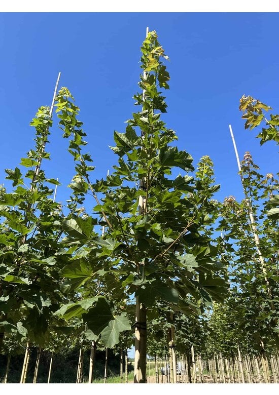 Spitzahorn 'Farlake's Green' | Acer platanoides 'Farlakes Green'