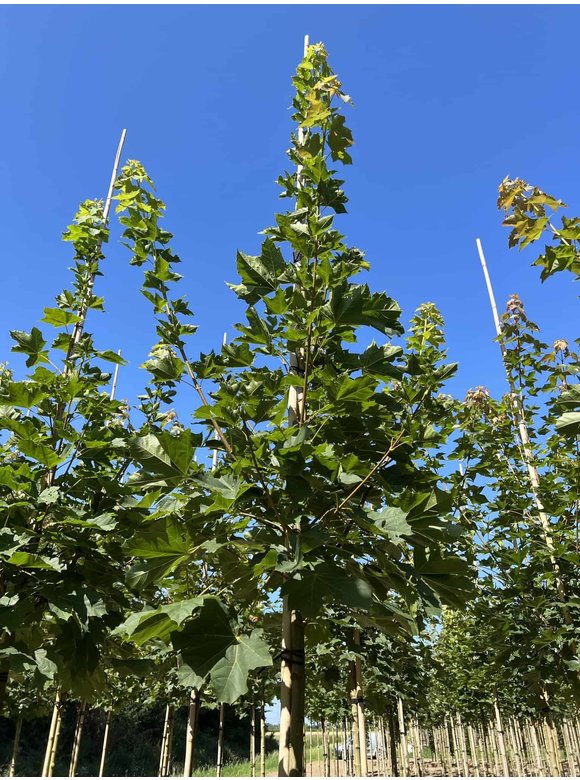 Spitzahorn 'Farlake's Green' | Acer platanoides 'Farlakes Green' Spitzahorn 'Farlake's Green' | Acer platanoides 'Farlakes Green'