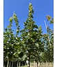 Spitzahorn 'Farlake's Green' | Acer platanoides 'Farlakes Green' Spitzahorn 'Farlake's Green' | Acer platanoides 'Farlakes Green'