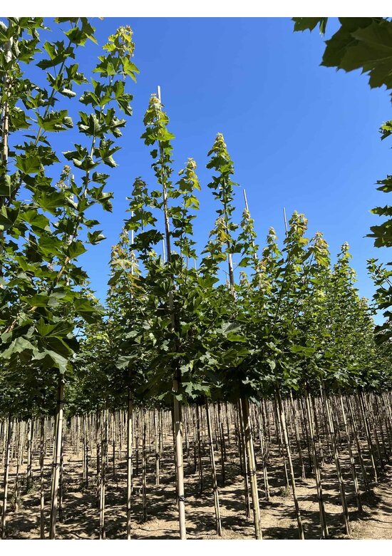 Spitzahorn 'Farlake's Green' | Acer platanoides 'Farlakes Green' Spitzahorn 'Farlake's Green' | Acer platanoides 'Farlakes Green'