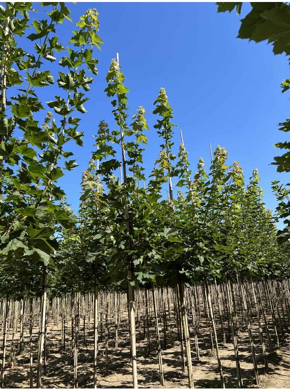 Spitzahorn 'Farlake's Green' | Acer platanoides 'Farlakes Green' Spitzahorn 'Farlake's Green' | Acer platanoides 'Farlakes Green'