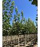 Spitzahorn 'Farlake's Green' | Acer platanoides 'Farlakes Green' Spitzahorn 'Farlake's Green' | Acer platanoides 'Farlakes Green'