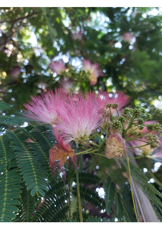 Seidenbaum 'Ombrella' | Albizia julibrissin 'Ombrella'