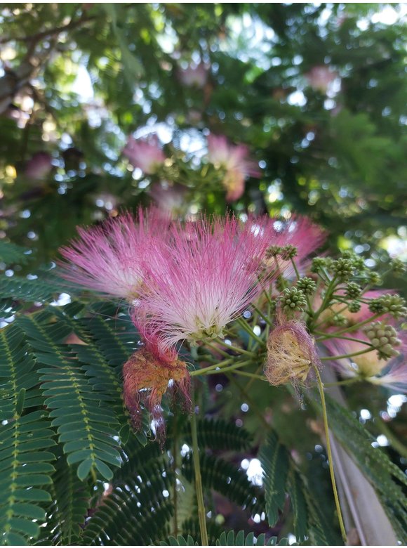 Seidenbaum - Schlafbaum - Seidenakazie 'Ombrella' | Albizia julibrissin 'Ombrella' Seidenbaum - Schlafbaum - Seidenakazie 'Ombrella' | Albizia julibrissin 'Ombrella'